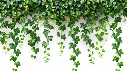 Green Ivy Leaves Hanging and Climbing Plant with Flowers depicted 