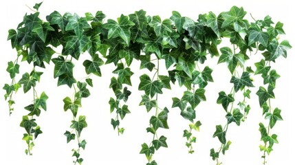 Detailed drawing of green ivy leaves and flowers on a white surface