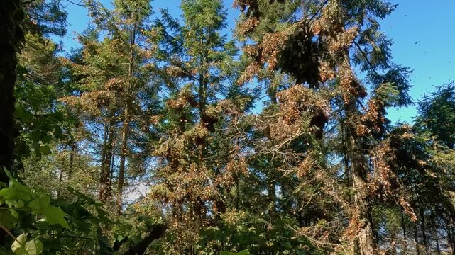 Monarch Butterflies flying off a colony on its tree during migration season