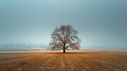 Fototapeta premium A leafless tree stands alone against an overcast sky, its branches stark and bare