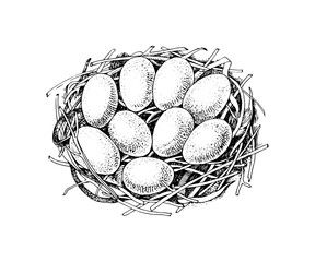 Wild duck eggs in the nest