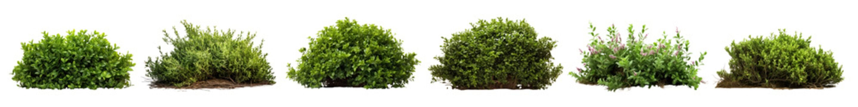 PNG Green shrubs in a row set
