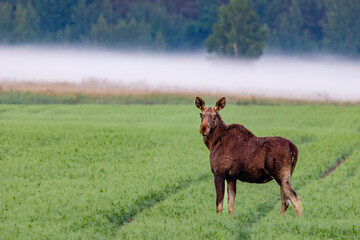 moose in the field