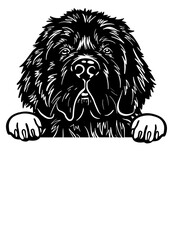 Newfoundland dog SVG, Dog Breed SVG, Dog SVG, Pet SVG, Dog Lover SVG, Peeking Animal SVG, Newfoundland dog Silhouette, Newfoundland dog Vector, Clipart, Cut file for Cricut SVG, JPG, PNG