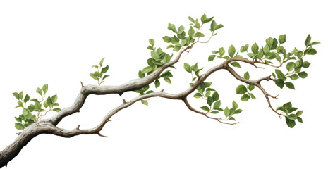 PNG Tree branch plant leaf transparent background