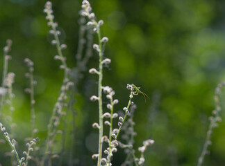 Copy space selective focus home guarden flowers, bloom, plant life, natural backgrounds