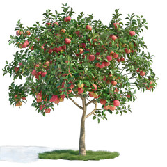 red apple tree with flowers