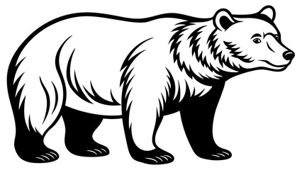 polar bear illustration