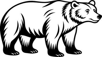 illustration of a bear