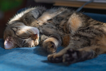 Selective focus background image of a house cut relaxing sleeping on the couch, domesticated pet theme