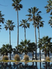 palm trees in the Zushi marina