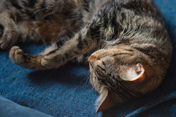 Selective focus background image of a house cut relaxing sleeping on the couch, domesticated pet...