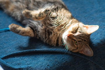 Selective focus background image of a house cut relaxing sleeping on the couch, domesticated pet theme, bokeh background, pets fur close up