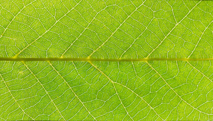 Close up of a green leaf vein pattern. Abstract background depicting close up view of the leaf....