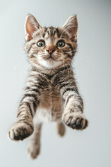 Playful Tabby Kitten Jumping Mid Air Against Light Background