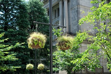 hanging baskets of green plants in the street