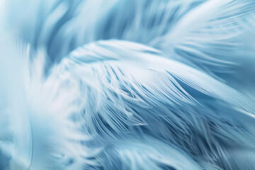 Fototapeta premium Soft Powder Blue Feather Texture Close Up