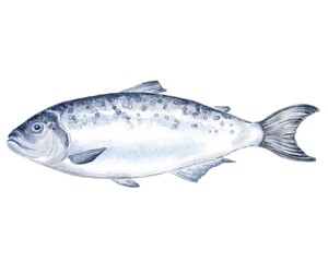 Salmon fish food illustration on white	
