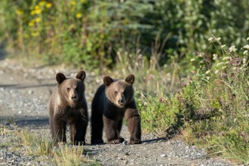 Fototapeta premium Two brown bear cubs (grizzlies) with one looking back into the camera