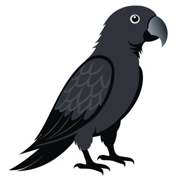 silhouette African grey parrot single birds vector file