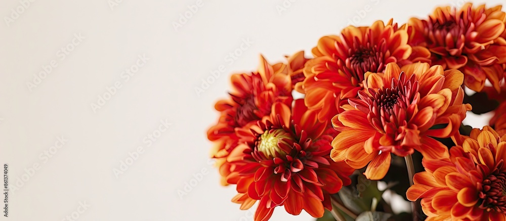 Poster several lovely chrysanthemum flowers captured in a close-up copy space image set against a white bac