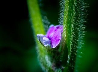 close up of a purple flower of soybean 
