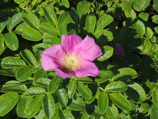 Decorative roses growing on a bush