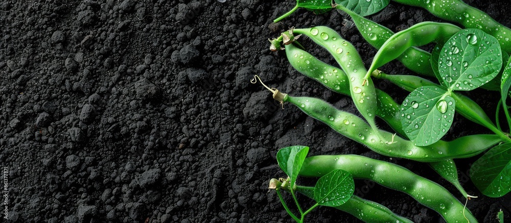 Aufkleber lush green haricot bean plant with dew on black soil in spring. ideal for home-grown veggies. top vi