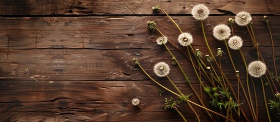 Brown wood texture background with a cluster of dandelions providing copy space image.