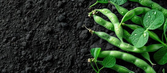 Lush green haricot bean plant with dew on black soil in spring. Ideal for home-grown veggies. Top view in early morning light with free copy space image.