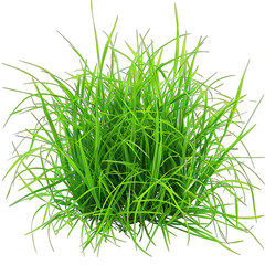 Obraz premium Green grass