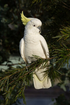 Sulphur Crested Cockatoo