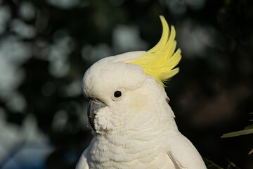 Sulphur Crested Cockatoo