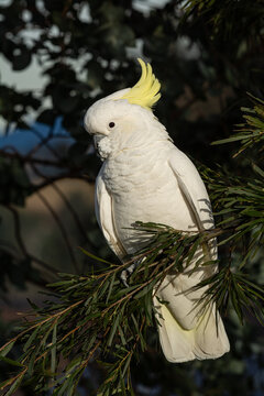 Sulphur Crested Cockatoo