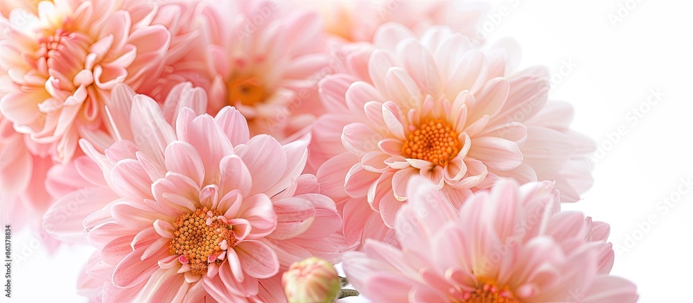 Poster several lovely chrysanthemum flowers captured in a close-up copy space image set against a white bac