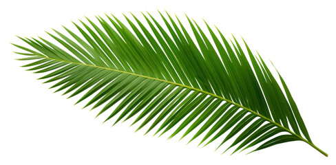 Obraz premium PNG Plant leaf tree freshness.