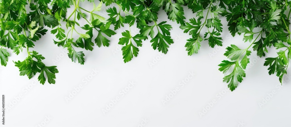 Poster close-up top view of fresh parsley herb's green leaves on white background with copy space image.