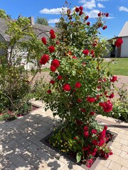 krzew róży na wsi © Piotr