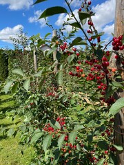 plantacja wiśni i czereśni  © Piotr