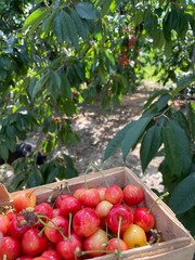 zebrane plony czereśnie  © Piotr