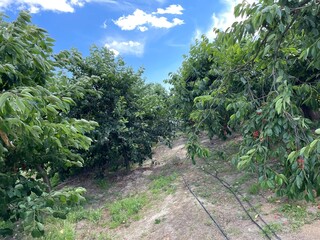 plantacja czereśni drzewa wiśniowe © Piotr