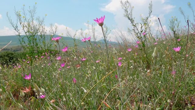 Close-up of a meadow with forbs