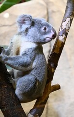 A koala on an eucalyptus branch