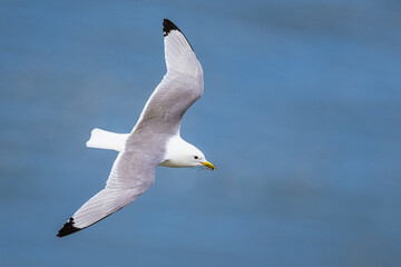 Black-legged Kittiwake, Rissa tridactyla, birds in flight over cliffs, Bempton Cliffs, North Yorkshire, England