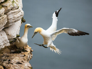 Northern Gannet, Morus bassanus, birds in flight over cliffs, Bempton Cliffs, North Yorkshire, England