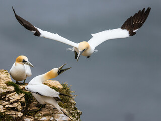 Northern Gannet, Morus bassanus, birds in flight over cliffs, Bempton Cliffs, North Yorkshire, England