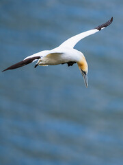 Northern Gannet, Morus bassanus, birds in flight over cliffs, Bempton Cliffs, North Yorkshire, England