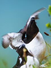 Razorbill, Alca Torda, birds on cliffs, Bempton Cliffs, North Yorkshire, England