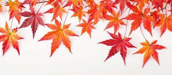 Autumn maple leaves set on a plain white copy space image to the right, creating a vibrant isolated foliage backdrop.