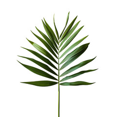 leaf, plant, fern, nature, green, tree, leaves, isolated, cannabis, branch